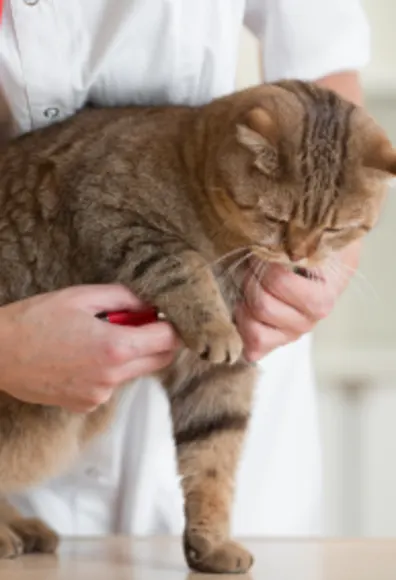 Cat getting check up checking pulse